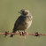 Australasian Bushlark